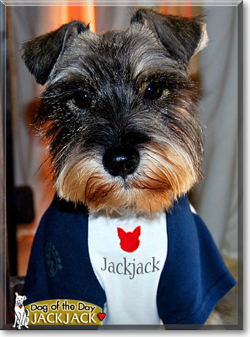 Jackjack, the Dog of the Day