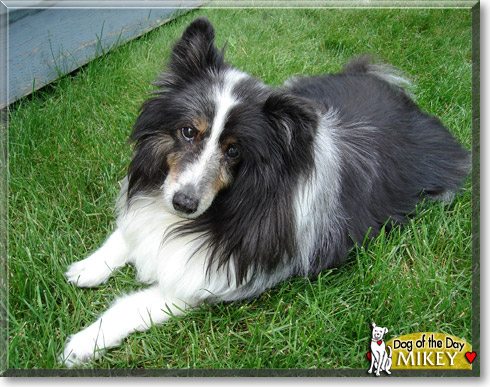 Mikey, the Dog of the Day