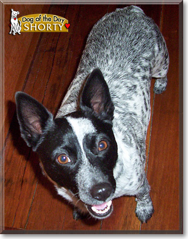 Shorty, the Dog of the Day Shorty, the Dog of the Day