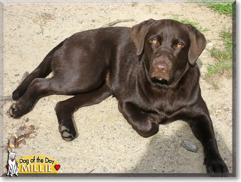 Millie, the Dog of the Day