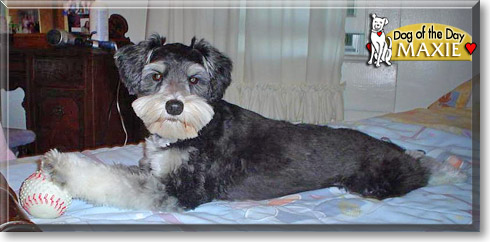 Maxie, the Dog of the Day