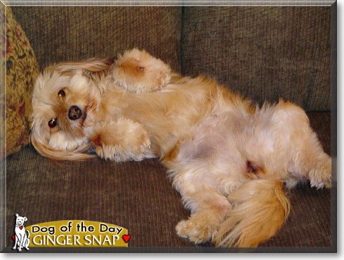 Ginger Snap, the Dog of the Day