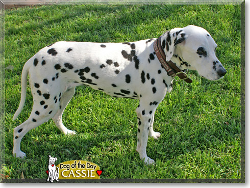 Cassie, the Dog of the Day