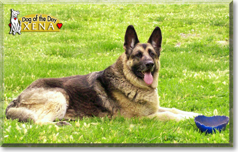 Xena, the Dog of the Day