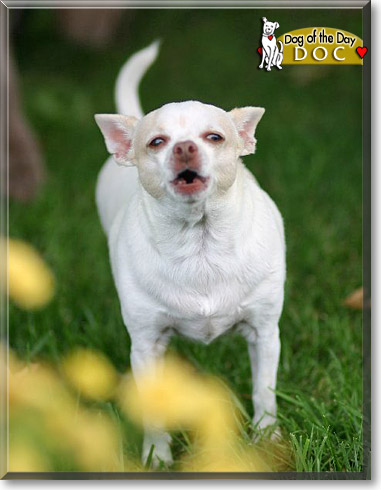 Doc, the Dog of the Day
