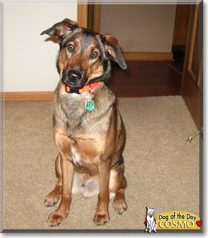 Cosmo, the Dog of the Day