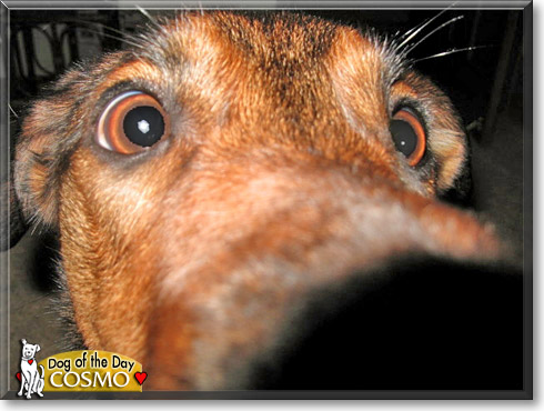 Cosmo, the Dog of the Day