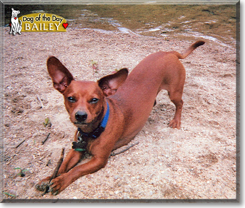 Bailey, the Dog of the Day