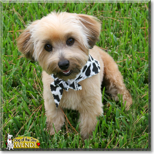 Wendi, the Dog of the Day