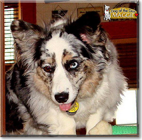 Maggie, the Dog of the Day