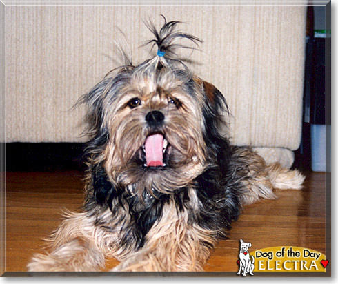 Electra, the Dog of the Day