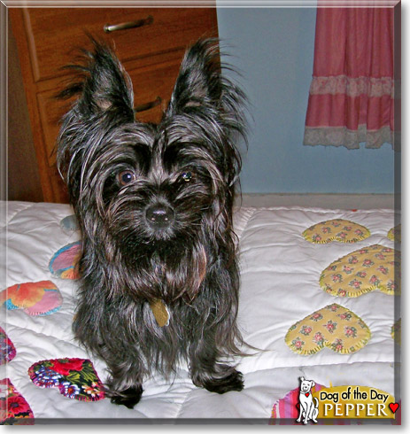 Pepper, the Dog of the Day