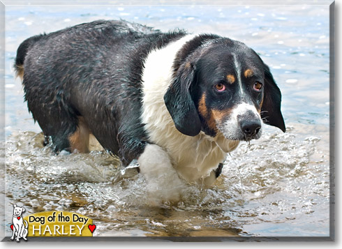 Harley, the Dog of the Day