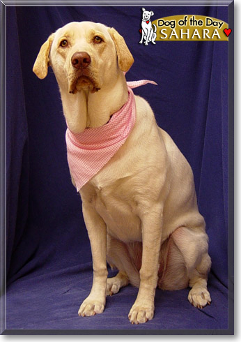 Sahara, the Dog of the Day
