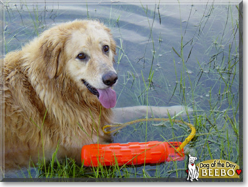 Beebo, the Dog of the Day