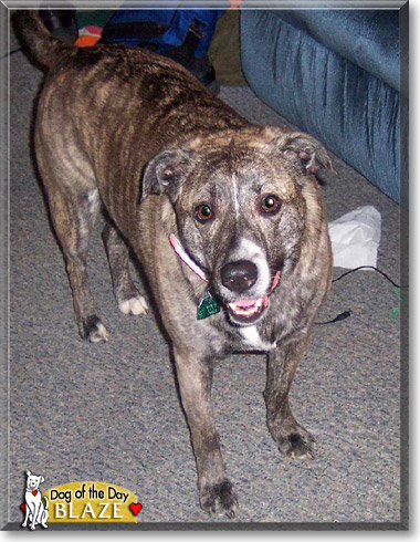 Blaze, the Dog of the Day