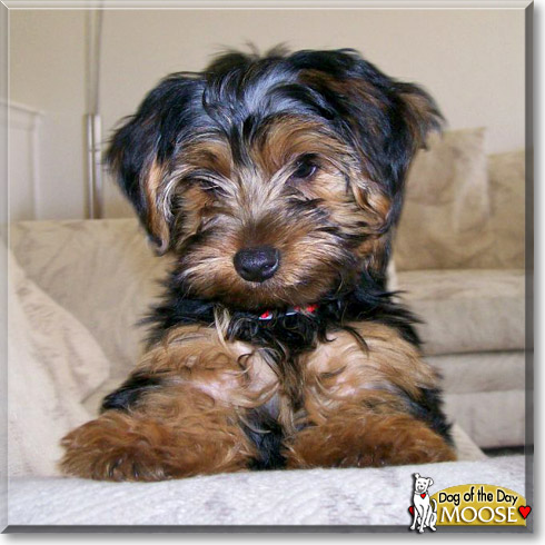 Moose, the Dog of the Day