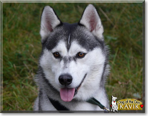 Kavik, the Dog of the Day
