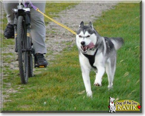 Kavik, the Dog of the Day