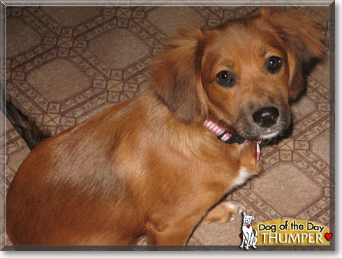 Thumper, the Dog of the Day