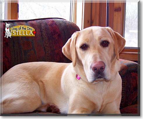 Stella, the Dog of the Day