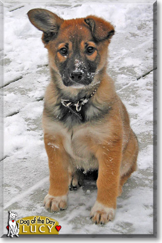 Lucy, the Dog of the Day