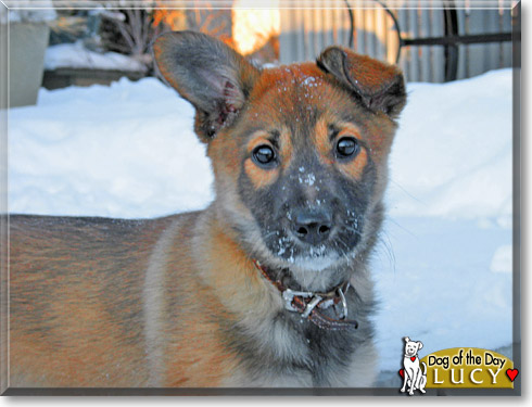 Lucy, the Dog of the Day