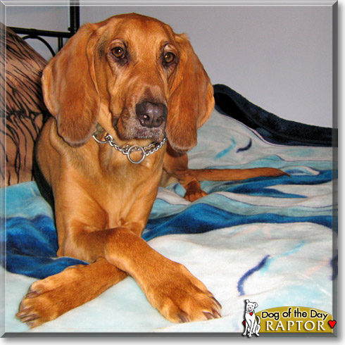 Raptor, the Dog of the Day