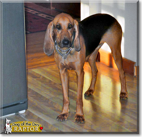 Raptor, the Dog of the Day