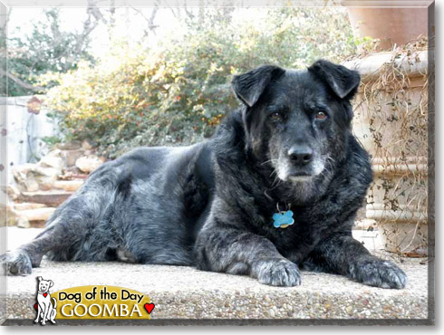 Goomba, the Dog of the Day