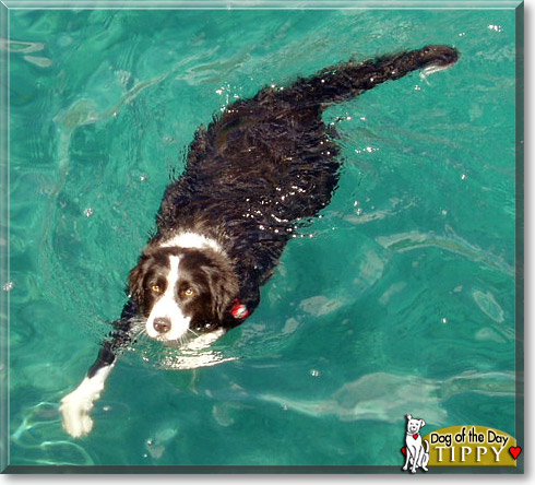 Tippy, the Dog of the Day