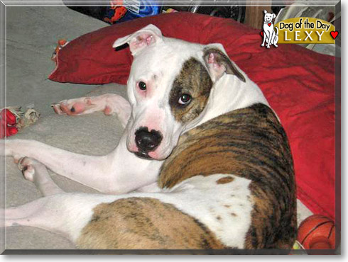 Lexy, the Dog of the Day