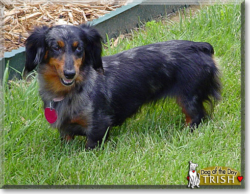 Trish, the Dog of the Day