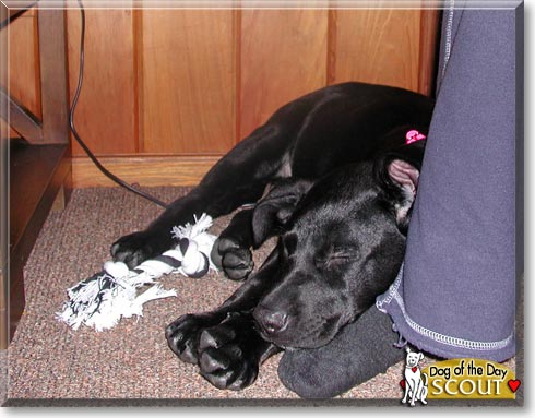 Scout, the Dog of the Day