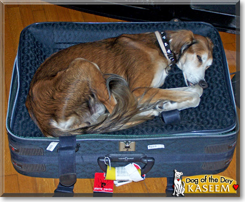 Kaseem, the Dog of the Day