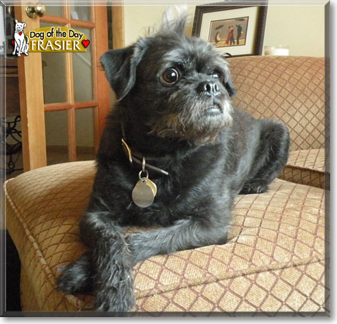 Frasier, the Dog of the Day Frasier, the Dog of the Day