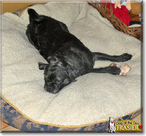 Frasier, the Dog of the Day Frasier, the Dog of the Day