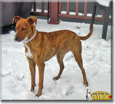 Tika, the Dog of the Day
