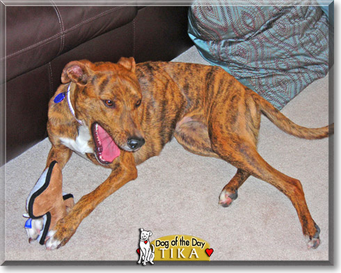 Tika, the Dog of the Day