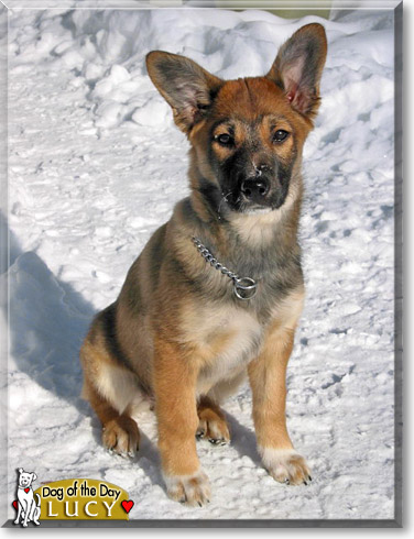 Lucy, the Dog of the Day Lucy, the Dog of the Day