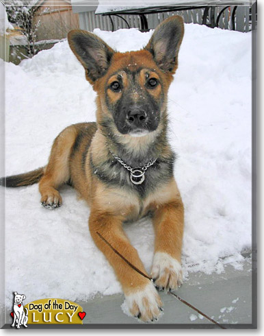 Lucy, the Dog of the Day Lucy, the Dog of the Day