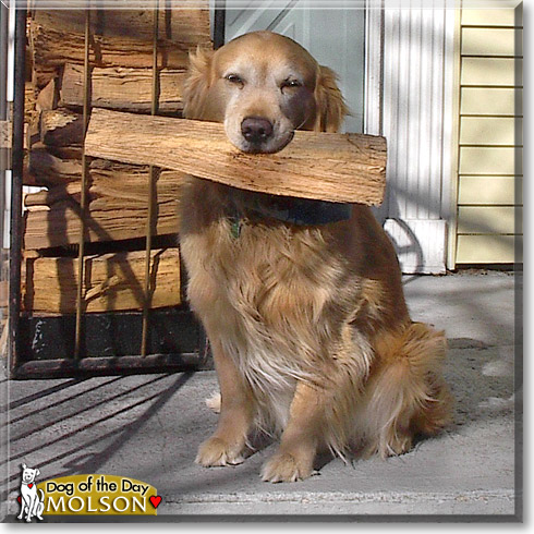 Molson, the Dog of the Day Molson, the Dog of the Day