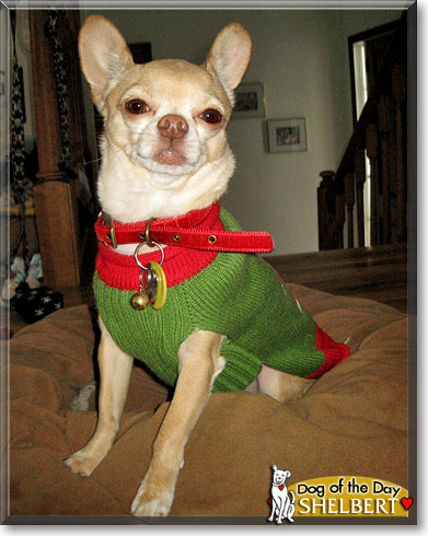 Shelbert, the Dog of the Day