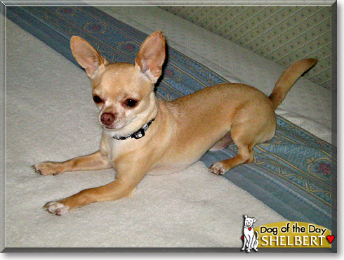 Shelbert, the Dog of the Day