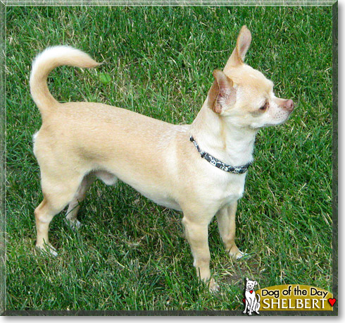 Shelbert, the Dog of the Day