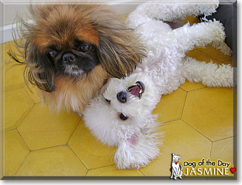 Jasmine, the Dog of the Day