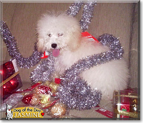 Jasmine, the Dog of the Day