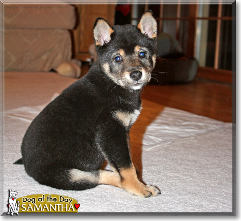 Samantha, the Dog of the Day