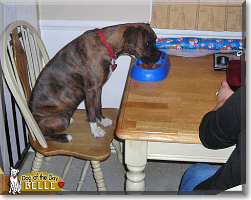 Belle, the Dog of the Day