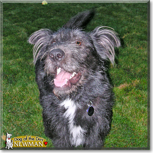 Newman, the Dog of the Day Newman, the Dog of the Day
